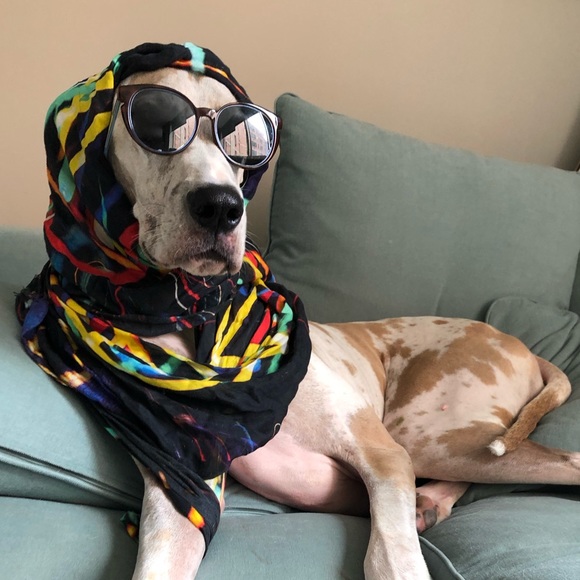 Meet your Poshers, Chelsea & Ophelia 🐾 - Picture 3 of 4